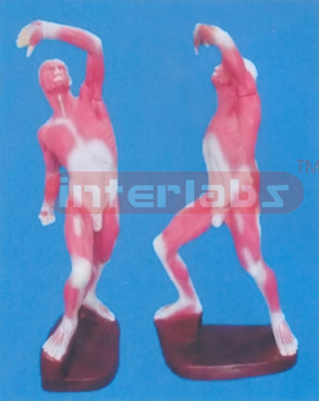 68 CM TALL COMPLETE MUSCULAR OF ANATOMICAL SURFACE LAYER, MODEL WITH INTERNAL ORGANS, LUXURY PLASTIC BASE